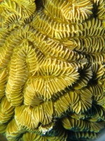 37 Maze Coral IMG 4102